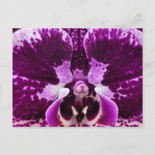 Carte postale Orchidée violette