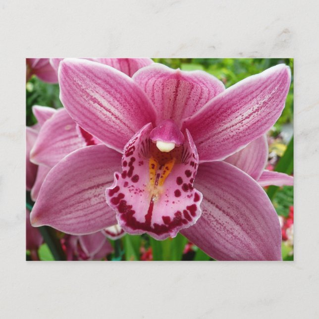 Carte Postale Orchidée violette Élégante Florale (Devant)