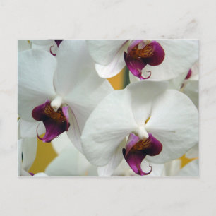 Carte Postale Orchidées