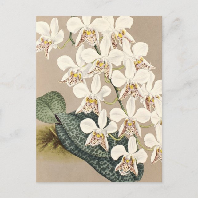 Carte Postale Orchidées (Devant)