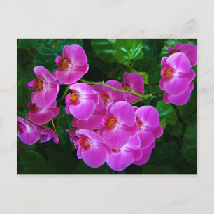 Carte Postale Orchidées