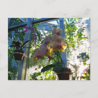 Carte Postale Orchidées