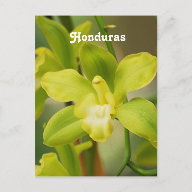 Carte Postale Orchidées (Devant)