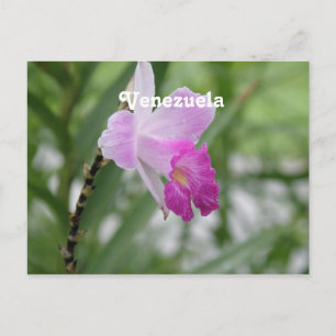 Carte Postale Orchidées