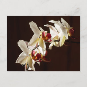 Carte Postale Orchidées blanches surlignées Photographie florale