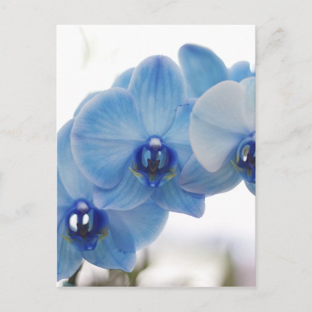 Carte Postale Orchidées bleues (Devant)