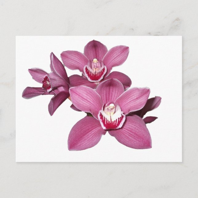 Carte postale Orchidées Cymbidium Rose (Devant)