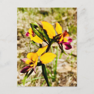 Carte Postale Orchidées d'ânes