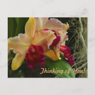 Carte Postale Orchidées de cattleya à fleurs orange