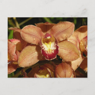 Carte Postale Orchidées de Pêche avec Raindrops Floral