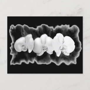 Carte Postale Orchidées de peinture florale noir blanc