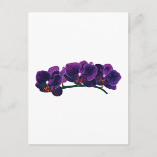 Carte Postale Orchidées de Phalaenopsis pourpre foncé