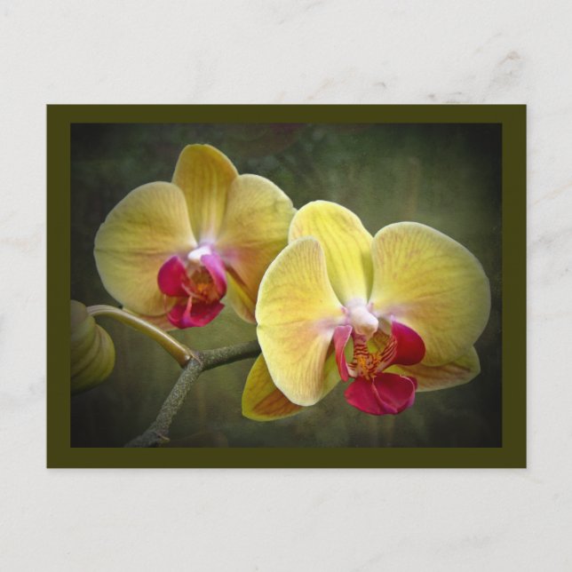 Carte Postale Orchidées de teigne jaune - Phalaenopsis (Devant)