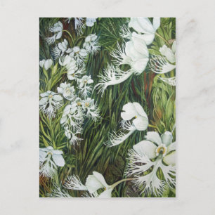 Carte Postale Orchidées des Prairies frangées