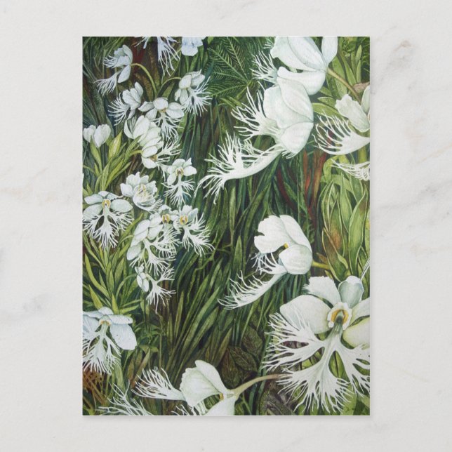 Carte Postale Orchidées des Prairies frangées (Devant)
