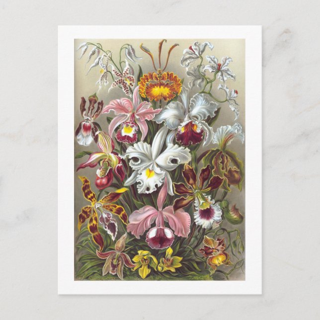 Carte Postale Orchidées Ernst Haeckel Fine Art (Devant)