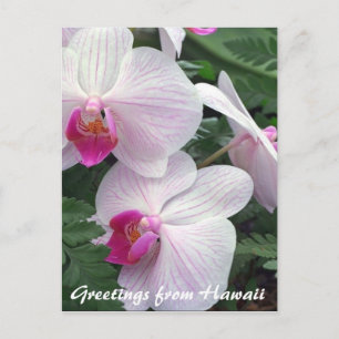 Carte Postale orchidées hawaïennes