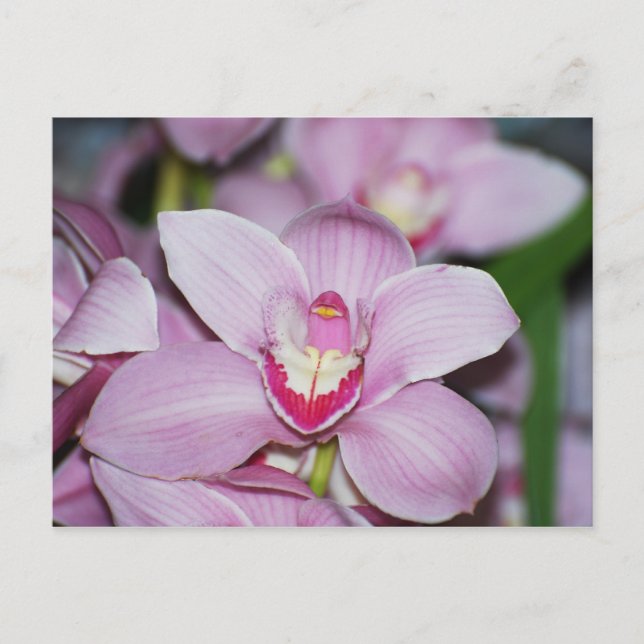 Carte Postale Orchidées honduriennes (Devant)
