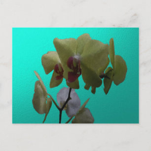 Carte Postale Orchidées : Jaune et Blanc