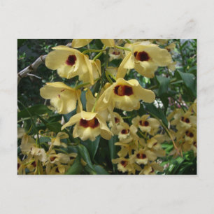 Carte Postale Orchidées jaunes et marron Elegant Floral
