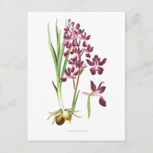Carte Postale Orchidées laxiflora