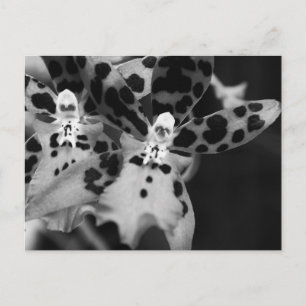 Carte Postale Orchidées noires et blanches