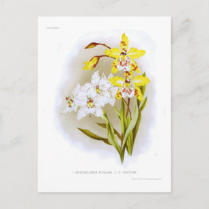 Carte Postale Orchidées Odontoglossum