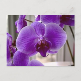 Carte Postale Orchidées pourpres