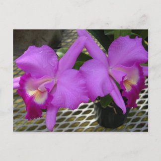 Carte Postale Orchidées pourpres
