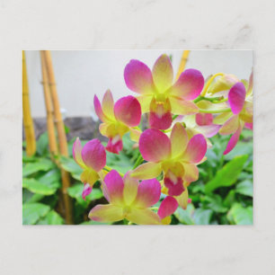Carte Postale Orchidées rose jaune