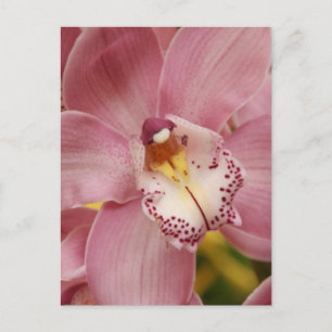 Carte postale Orchidées roses