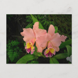Carte postale : Orchidées roses