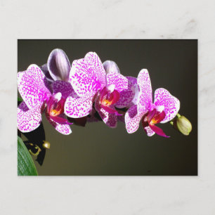 Carte Postale Orchidées roses élégantes, photo de fleurs tropica