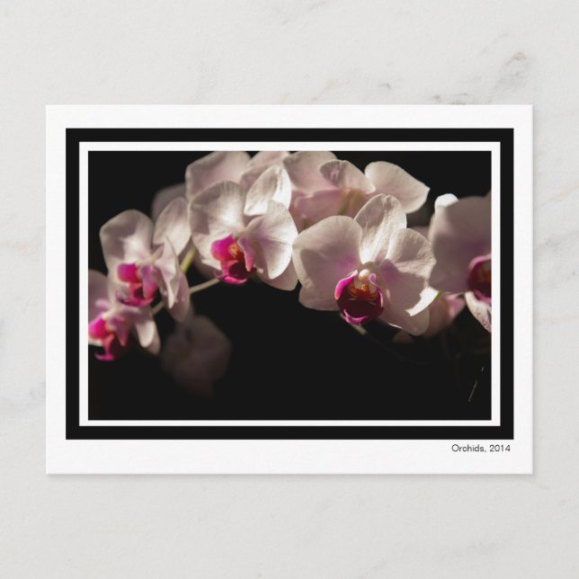 Carte Postale Orchidées roses et blanches spectaculaires sur noi (Devant)