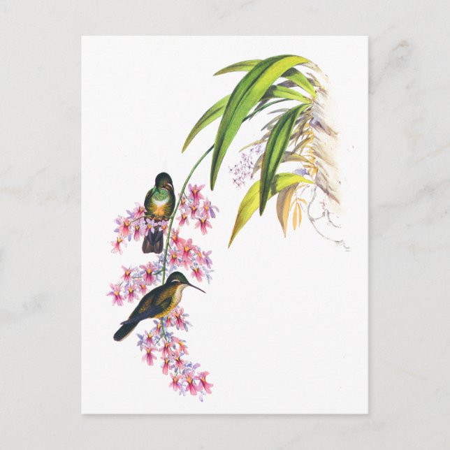 Carte Postale Orchidées roses et colibris de John Gould (Devant)
