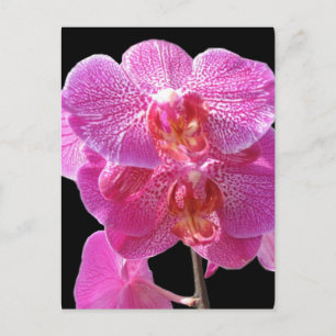 Carte postale Orchidées roses florissantes