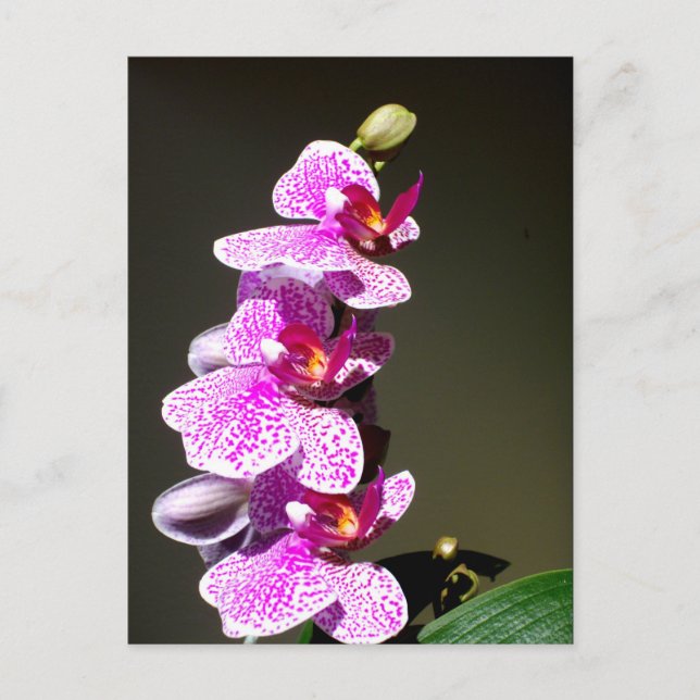 Carte Postale Orchidées roses, romantique tropical floral (Devant)