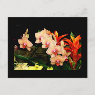 Carte Postale Orchidées tropicales