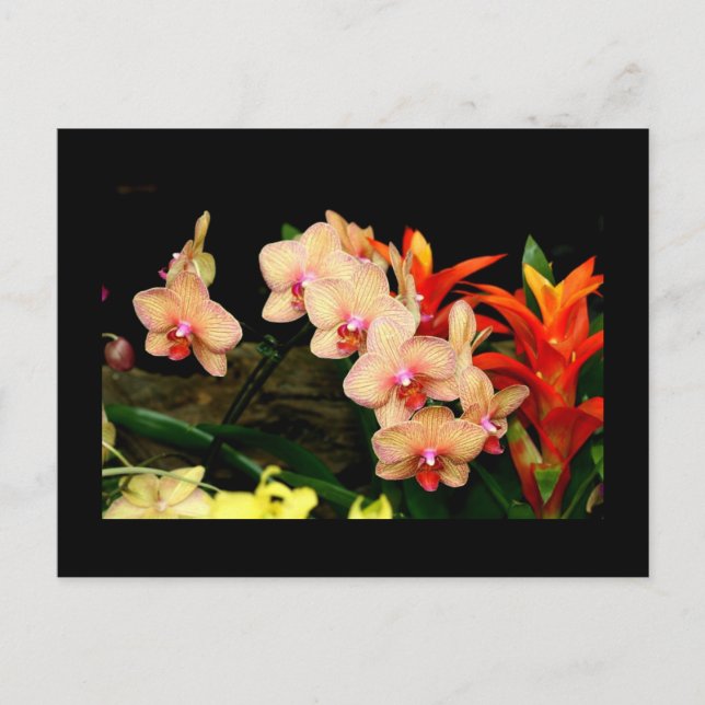 Carte Postale Orchidées tropicales (Devant)