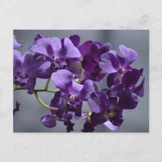 Carte postale Orchidées Violettes