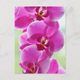 Carte Postale Orchides de Lovely