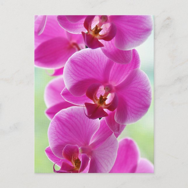 Carte Postale Orchides de Lovely (Devant)