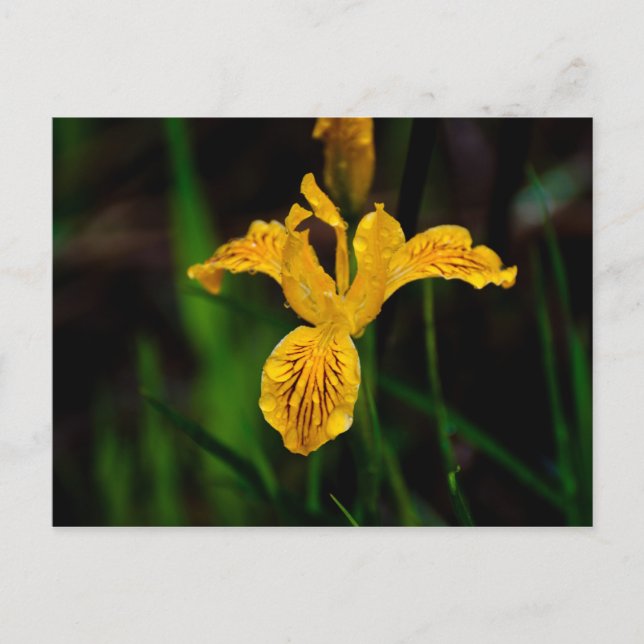 Carte Postale Oregon Iris 02 (Devant)