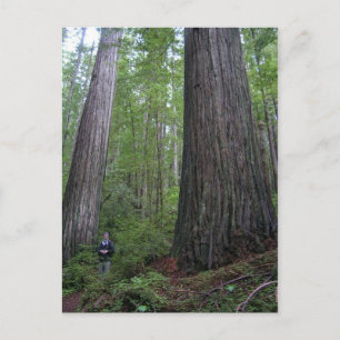Carte Postale Oregon Redwoods