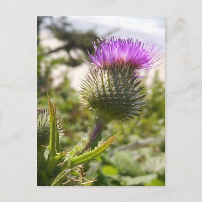 Carte Postale Oregon Thistles (Devant)