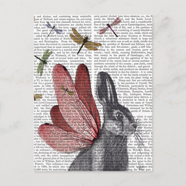 Carte Postale Oreille (Devant)