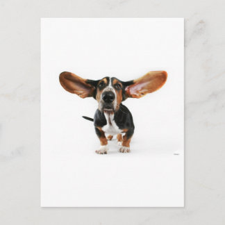Carte Postale Oreilles longues de chien
