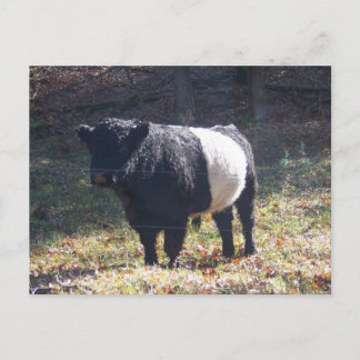 Carte Postale Oreo Cow