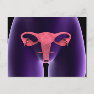 Carte Postale Organe de reproduction féminin, vue par rayons X 1