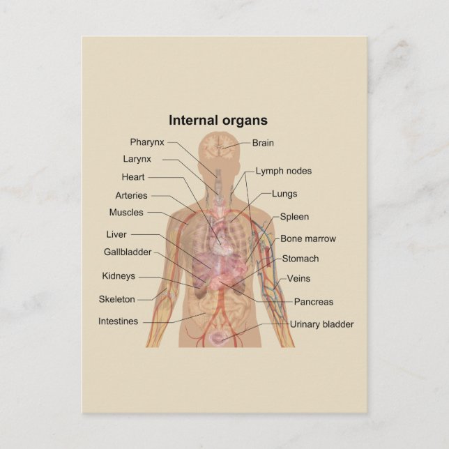 Carte Postale Organes internes humains (Devant)